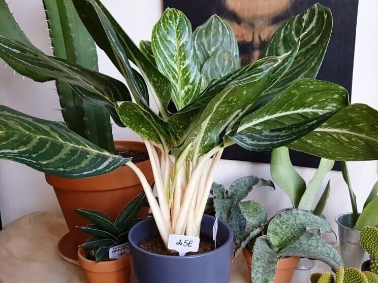 Para un hogar con estilo: 7 plantas de interior que aman la oscuridad 2