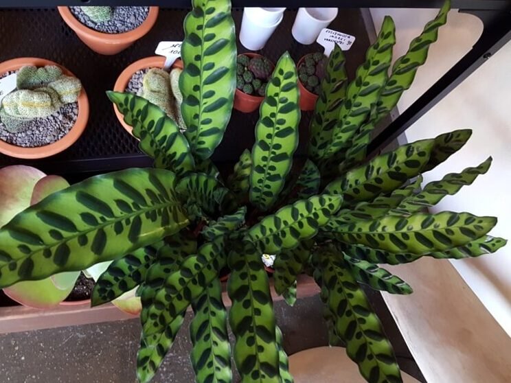Para un hogar con estilo: 7 plantas de interior que aman la oscuridad 3