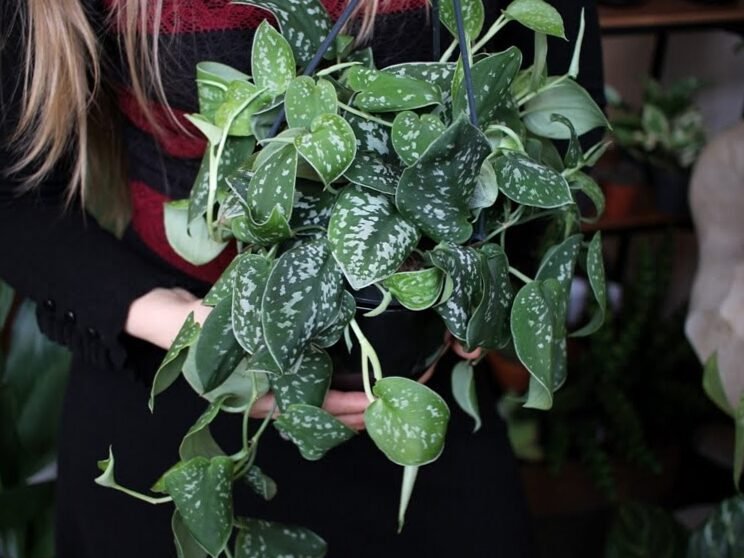 Para un hogar con estilo: 7 plantas de interior que aman la oscuridad 5