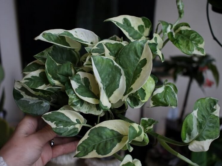 Para un hogar con estilo: 7 plantas de interior que aman la oscuridad 6