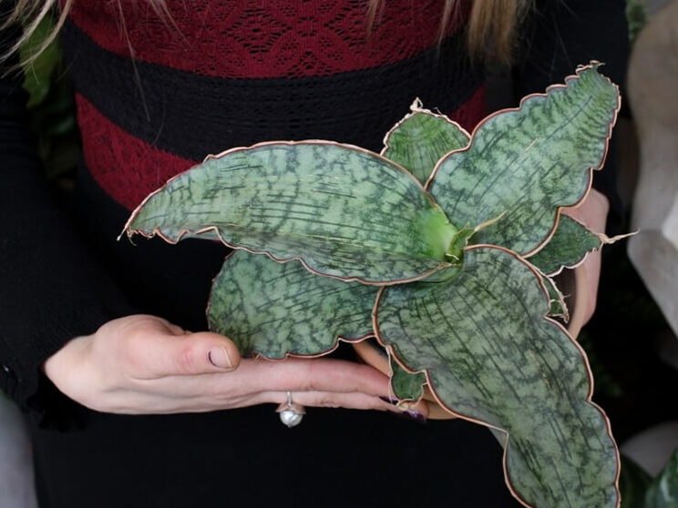 Para un hogar con estilo: 7 plantas de interior que aman la oscuridad 7