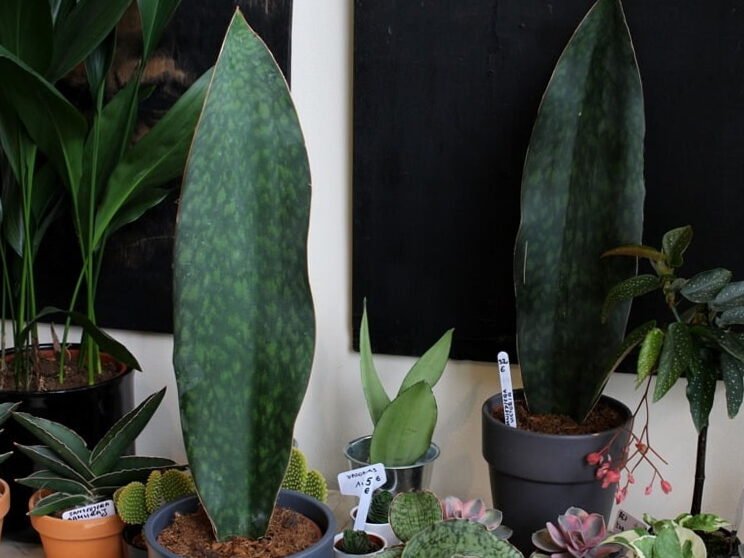 Para un hogar con estilo: 7 plantas de interior que aman la oscuridad 8
