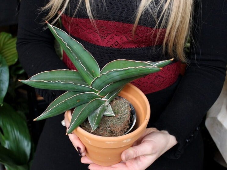 Para un hogar con estilo: 7 plantas de interior que aman la oscuridad 9
