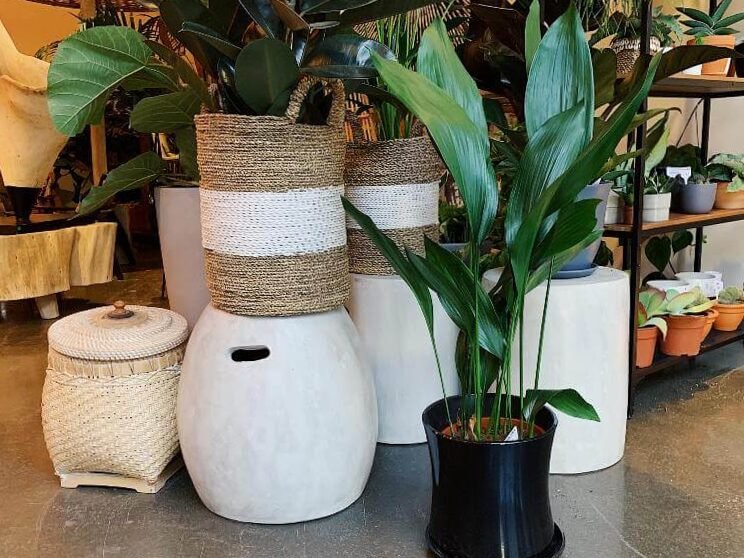 Para un hogar con estilo: 7 plantas de interior que aman la oscuridad 10