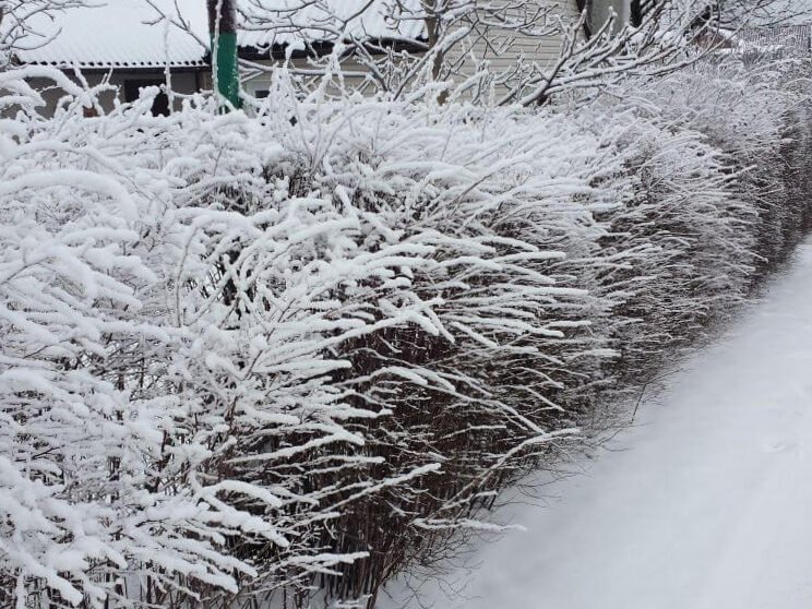 Patio en invierno: ¿qué, además de las plantas, le da belleza? 5