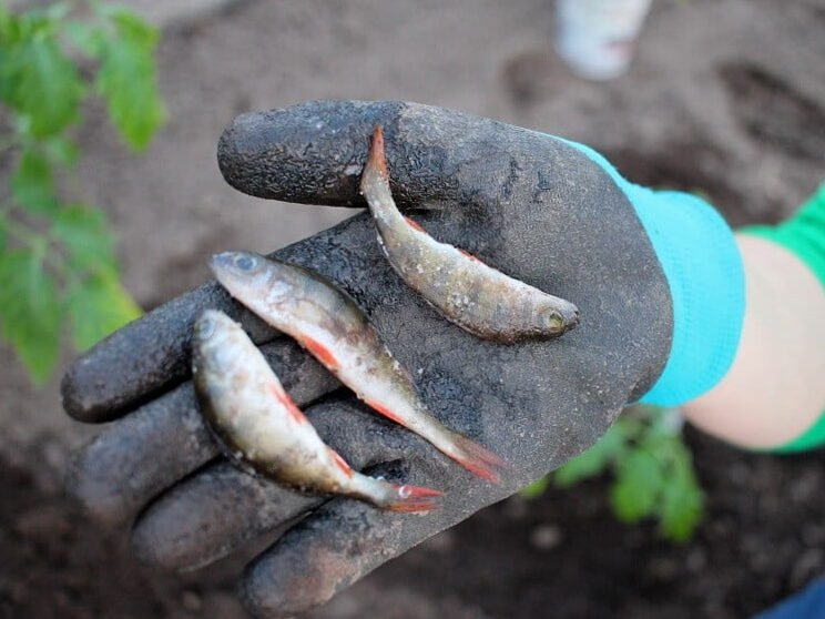 Plantar tomates en invernadero: como lo hago 2