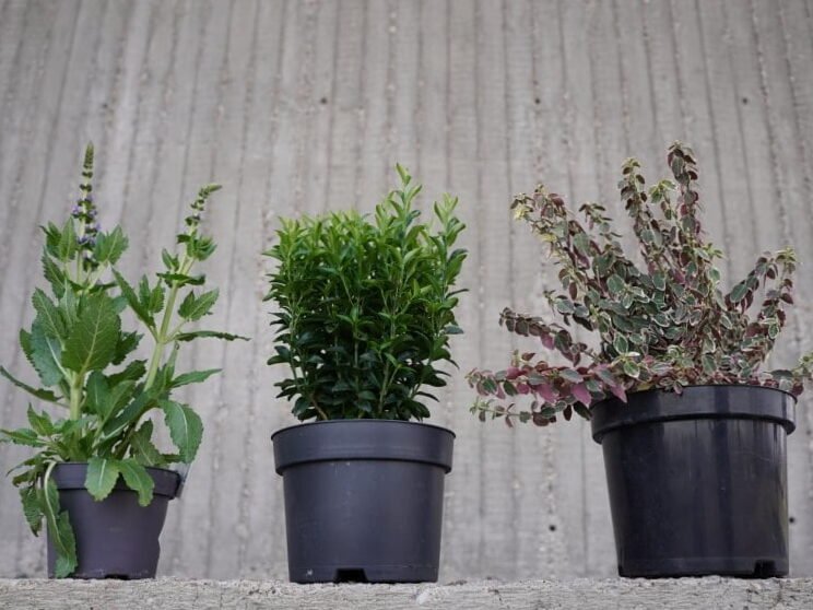 Plantas decorativas online: de qué dependen los precios. 2