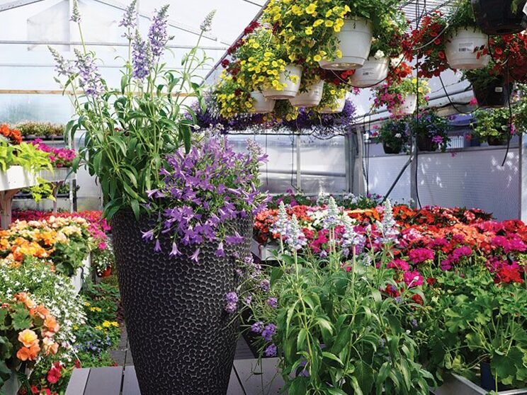 Plantas en macetas: creé 7 combinaciones para el balcón o terraza 4