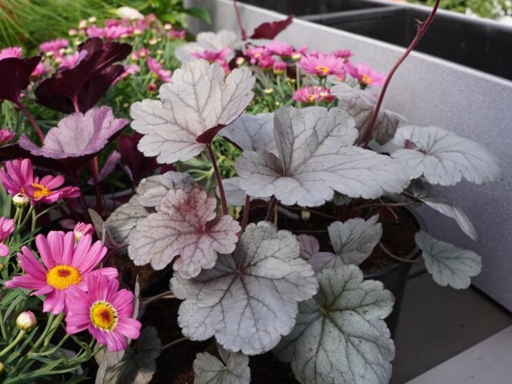 Plantas en macetas: creé 7 combinaciones para el balcón o terraza 7