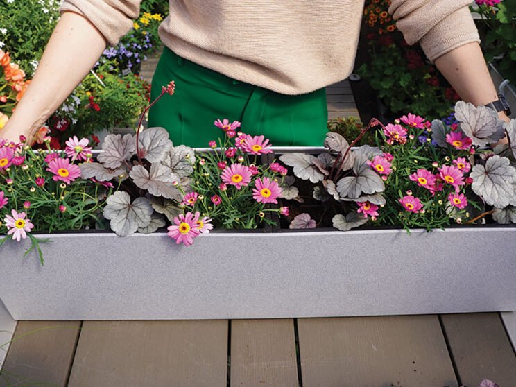 Plantas en macetas: creé 7 combinaciones para el balcón o terraza 8