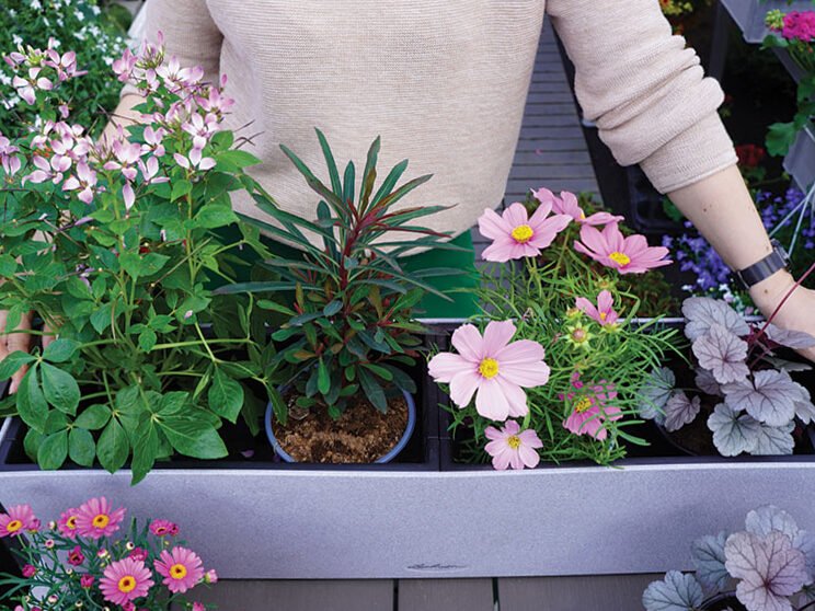 Plantas en macetas: creé 7 combinaciones para el balcón o terraza 9