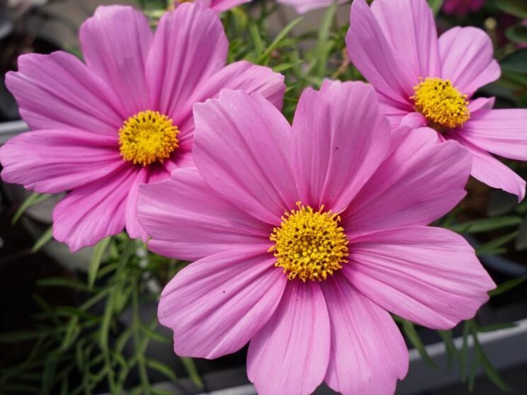 Plantas en macetas: creé 7 combinaciones para el balcón o terraza 10