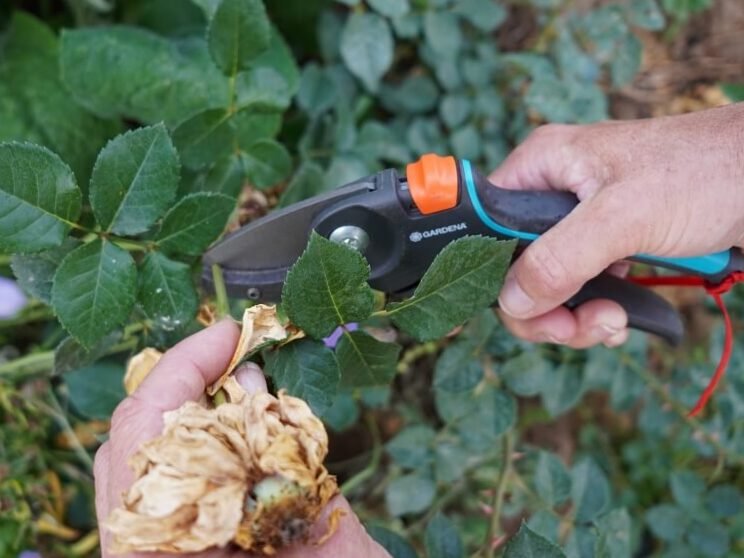 Poda de rosas en verano después de la floración: instrucciones detalladas. 3