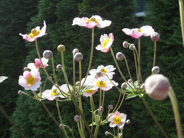 Porque las flores anuales ya están pasando de moda 2
