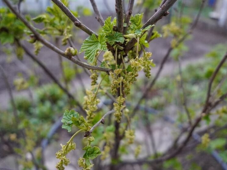 Pulverización de árboles frutales: cuándo, con qué y cómo pulverizar. 2
