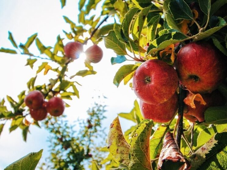 Pulverización de árboles frutales: cuándo, con qué y cómo pulverizar. 6