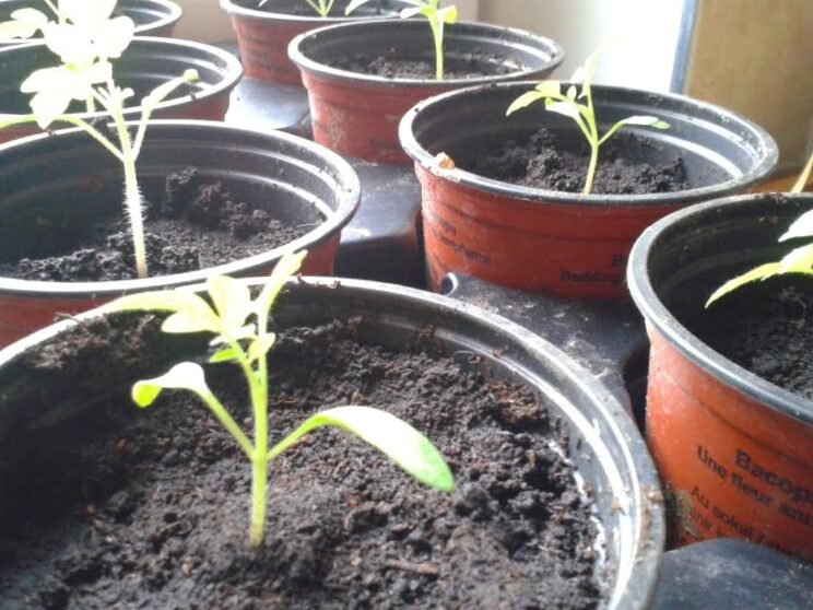 ¿Qué pasa si plantas hortalizas demasiado pronto? 3