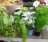 Plantas en macetas: creé 7 combinaciones para el balcón o terraza
