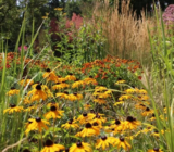 100 plantas: doy consejos sobre plantas hermosas y confiables