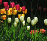 Cultivar mil tulipanes en terrenos privados: fotos y consejos.