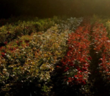 “Sibirka rose”: cuando el amor por las rosas y los negocios se encuentran