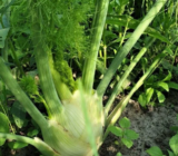 Cultivar hinojo + un truco para aumentar el rendimiento