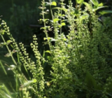Agracejo del bosque: conozca una planta resistente para el jardín de flores a la sombra –