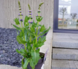 Plantas decorativas online: de qué dependen los precios.