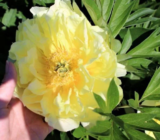 Ideas de plantas basadas en los colores Pantone del año 2021 publicados: