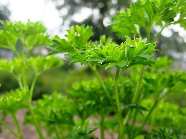 Sembramos hortalizas en invierno: esperamos una cosecha temprana en primavera 2