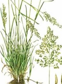 Semillas de pradera: lo que se esconde en este bonito paquete 2
