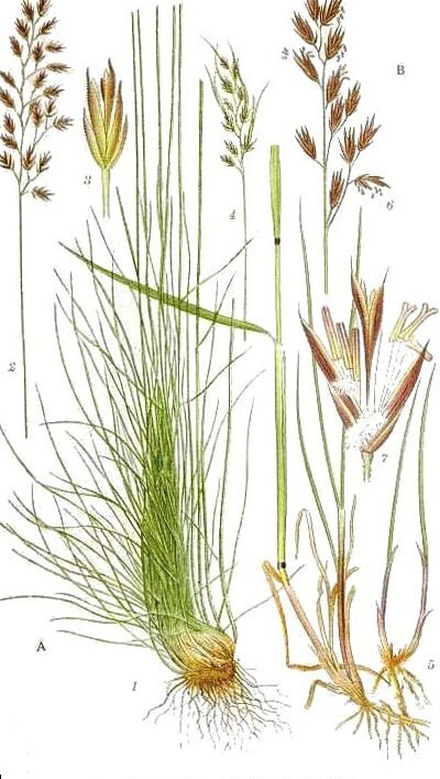 Semillas de pradera: lo que se esconde en este bonito paquete 3