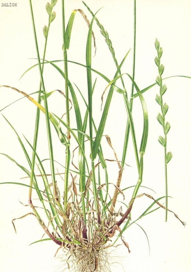 Semillas de pradera: lo que se esconde en este bonito paquete 4