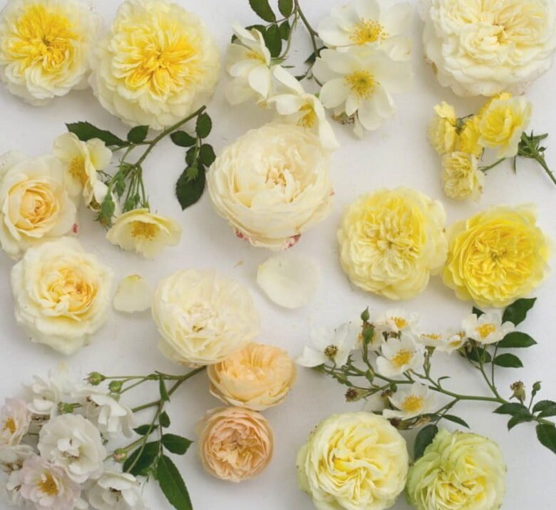 "Sibirka rose": cuando el amor por las rosas y los negocios se encuentran 14
