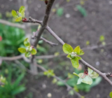 Pulverización de árboles frutales: cuándo, con qué y cómo pulverizar.