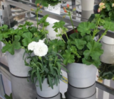 Flores de balcón clásicas: ¡estilo hipster urbano!