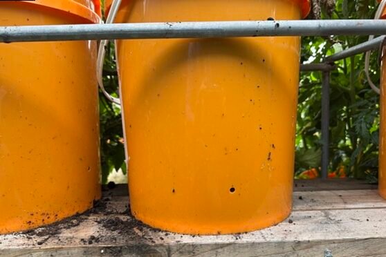 Tomates en macetas: instrucciones detalladas para cultivar Alytiska Sandra 4