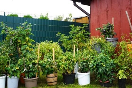 Tomates en macetas: instrucciones detalladas para cultivar Alytiska Sandra 5