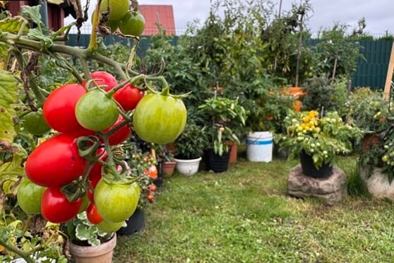 Tomates en macetas: instrucciones detalladas para cultivar Alytiska Sandra 6
