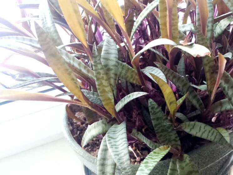 Tres razones por las que es posible que las plantas de interior no sobrevivan el invierno
