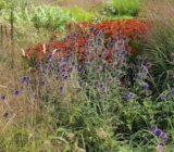5 plantas resistentes a la sequía: ideas para un jardín de flores sin riego –