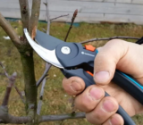 Cómo podar árboles frutales jóvenes en primavera