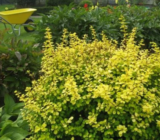 Hojas amarillas o espinas: un destello de sol en tu jardín