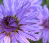 3 flores perennes serias que florecen a finales de otoño