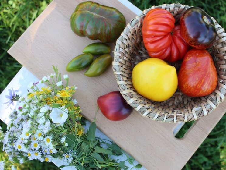 Variedades de tomate: listas según determinados criterios.