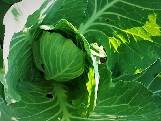 Verduras en escabeche: ¿cómo elegir las variedades adecuadas? / Carretilla amarilla