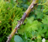 Poda de rosas en verano después de la floración: instrucciones detalladas.