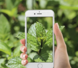 Las cuatro mejores aplicaciones para determinar hierbas y plantas