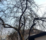 Poda de manzano: 5 errores comunes en la poda