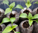 Cómo cultivar plántulas – pequeños trucos para hacerlas fuertes / Geltonas Karutis
